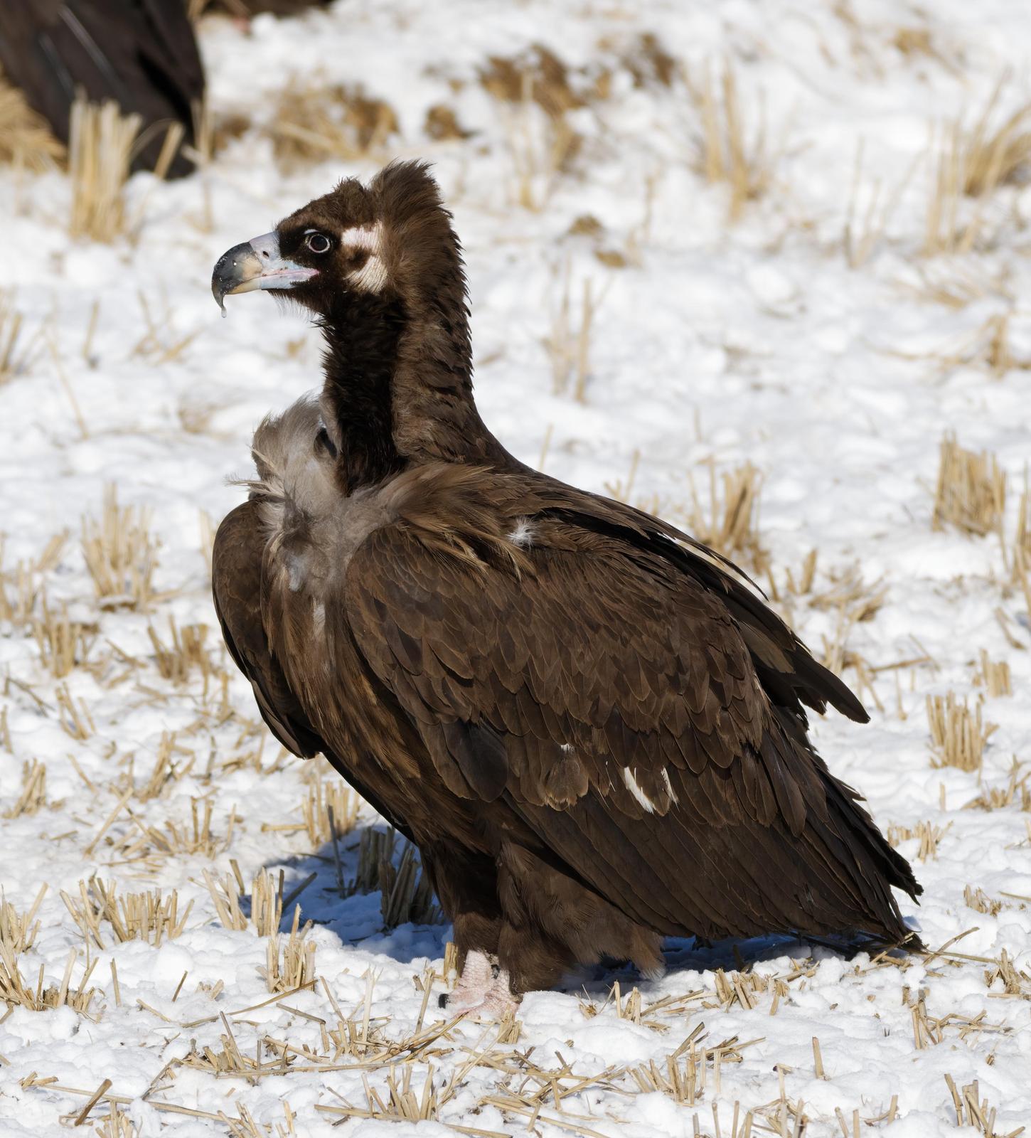 Cinereous Vulture Photo by Robert Cousins