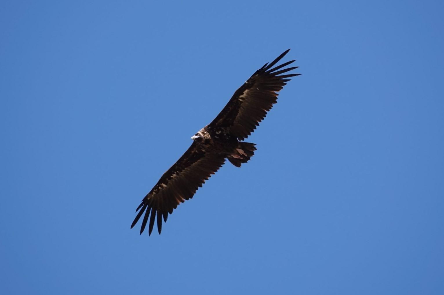 Cinereous Vulture Photo by Bonnie Clarfield-Bylin