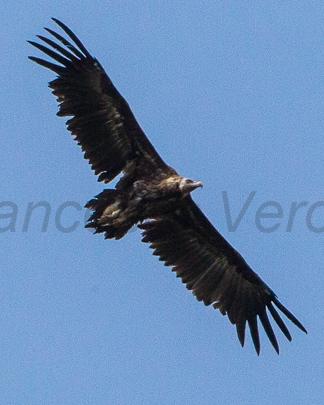 Cinereous Vulture Photo by Francesco Veronesi