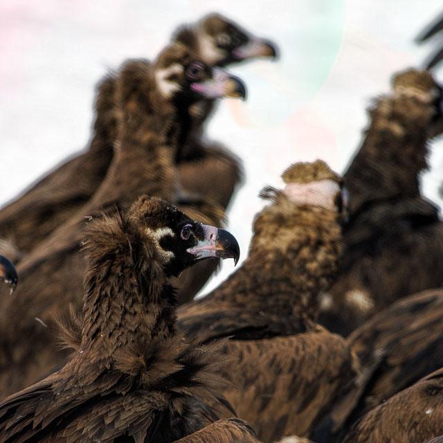 Cinereous Vulture Photo by Jeff Schwilk