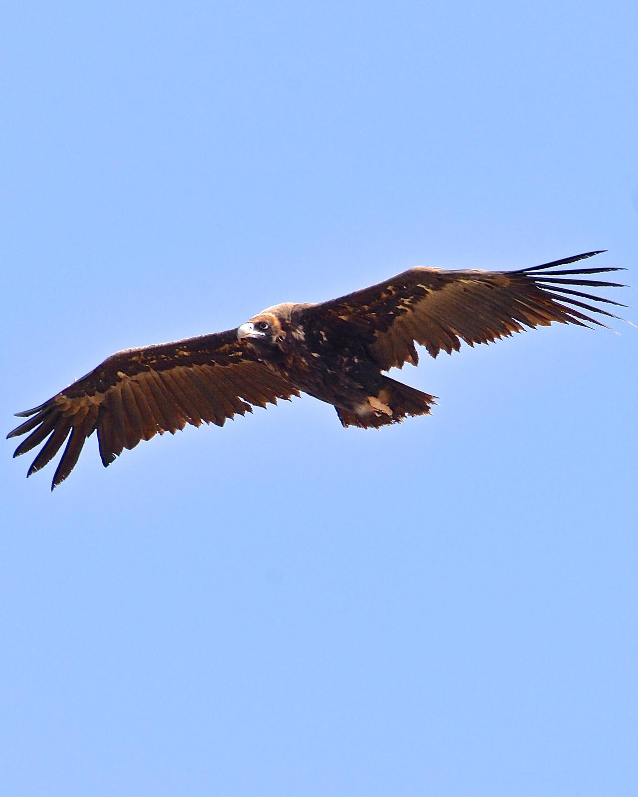 Cinereous Vulture Photo by Gerald Friesen