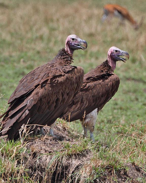 Lappet-faced Vulture Photo by Jack Jeffrey
