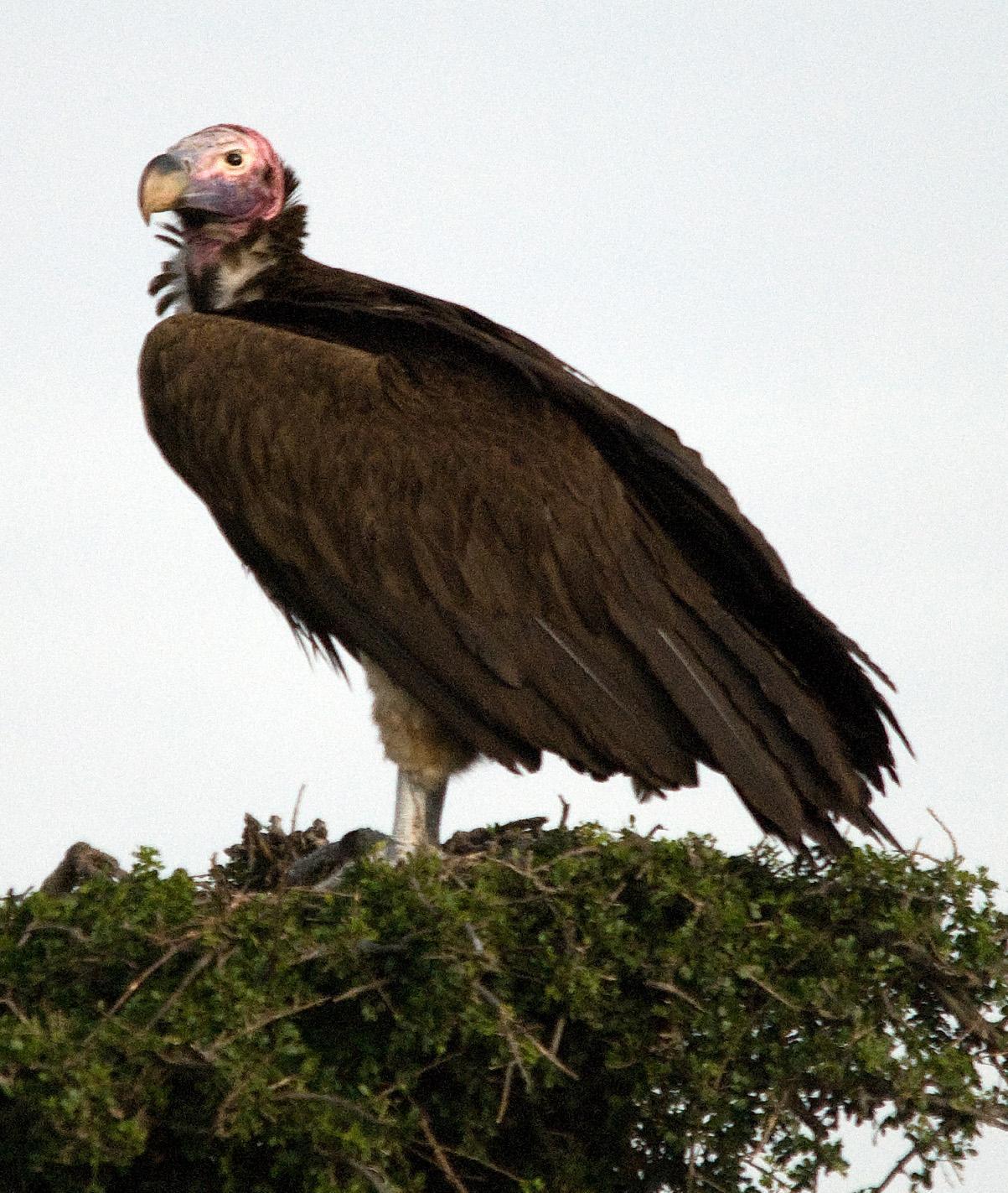 Lappet-faced Vulture Photo by Carol Foil