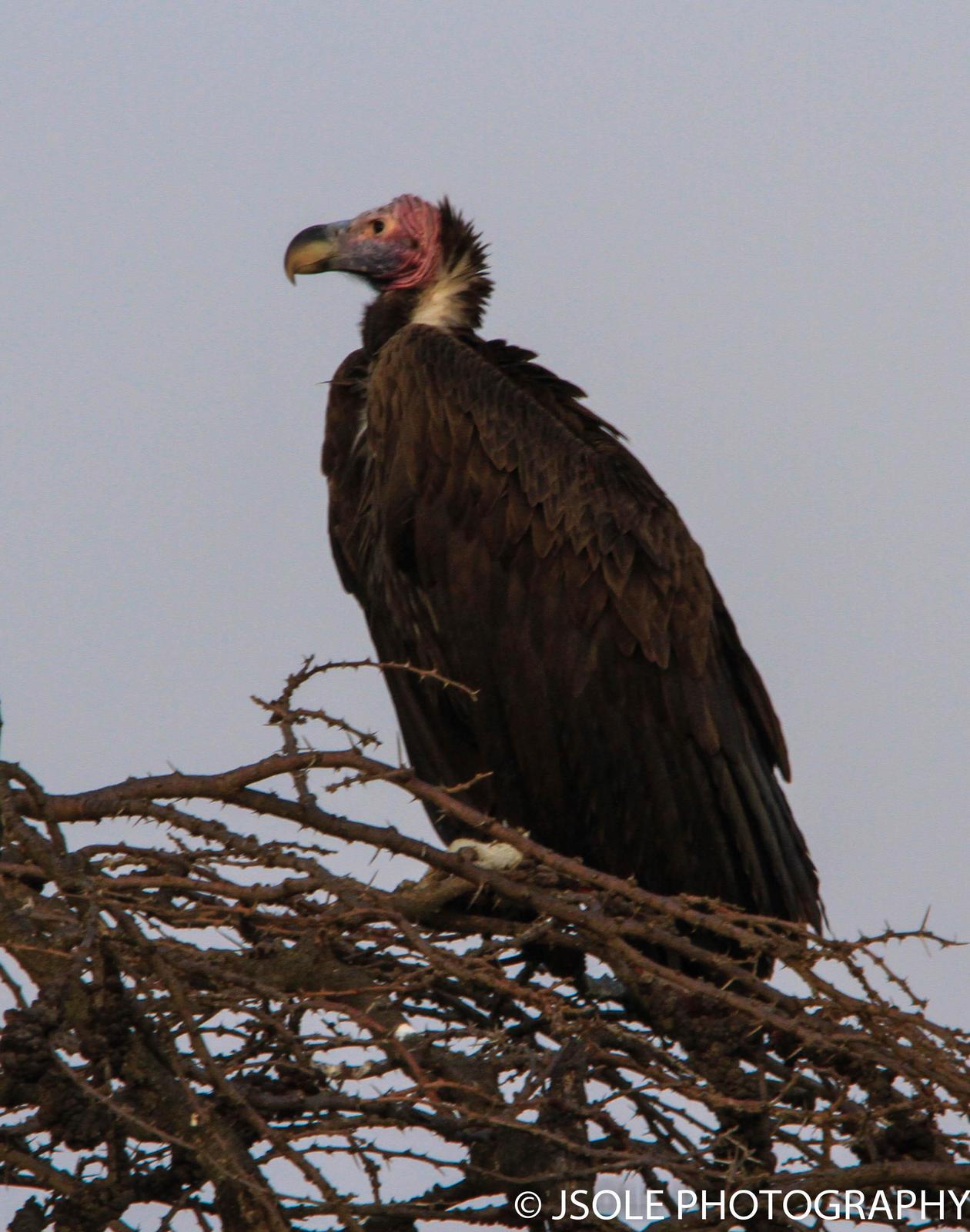 Lappet-faced Vulture Photo by Jeffery Sole