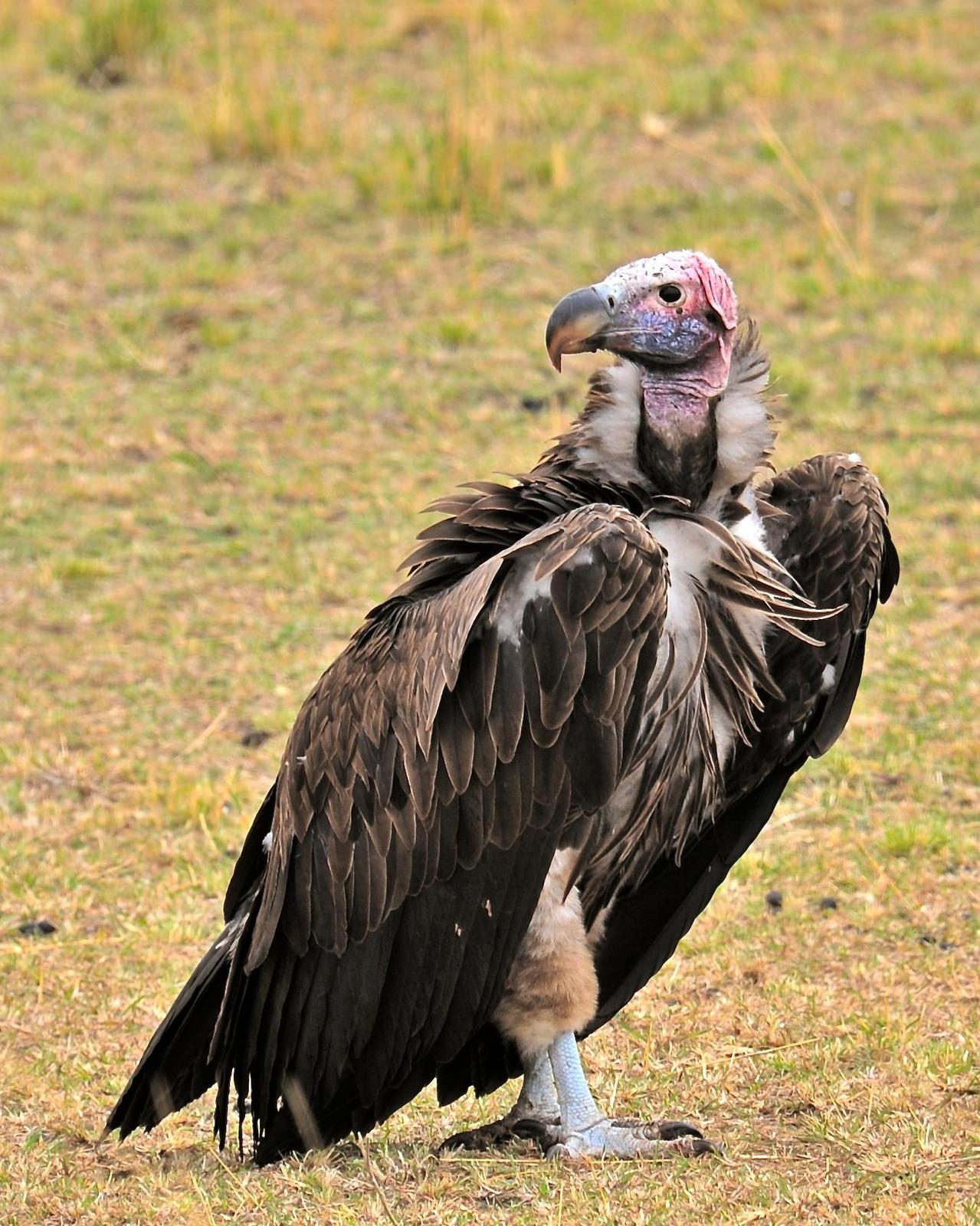 Lappet-faced Vulture Photo by Gerald Friesen