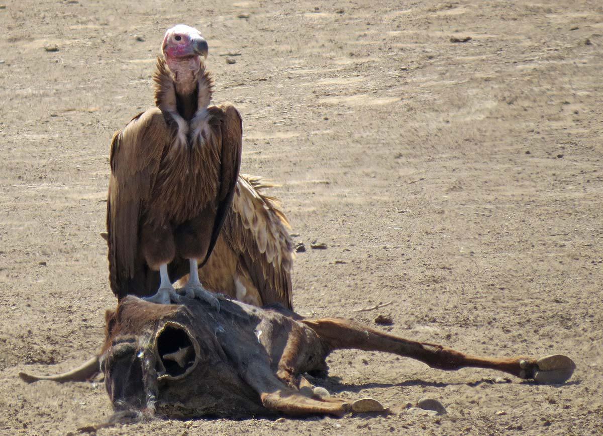 Lappet-faced Vulture Photo by Peter Boesman