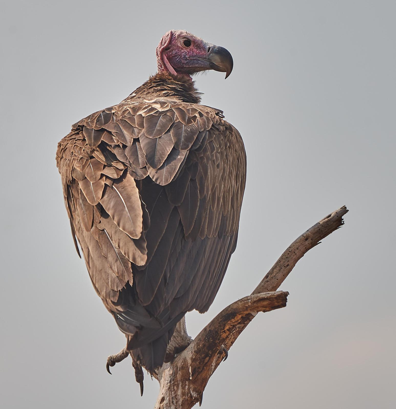 Lappet-faced Vulture Photo by Steven Cheong