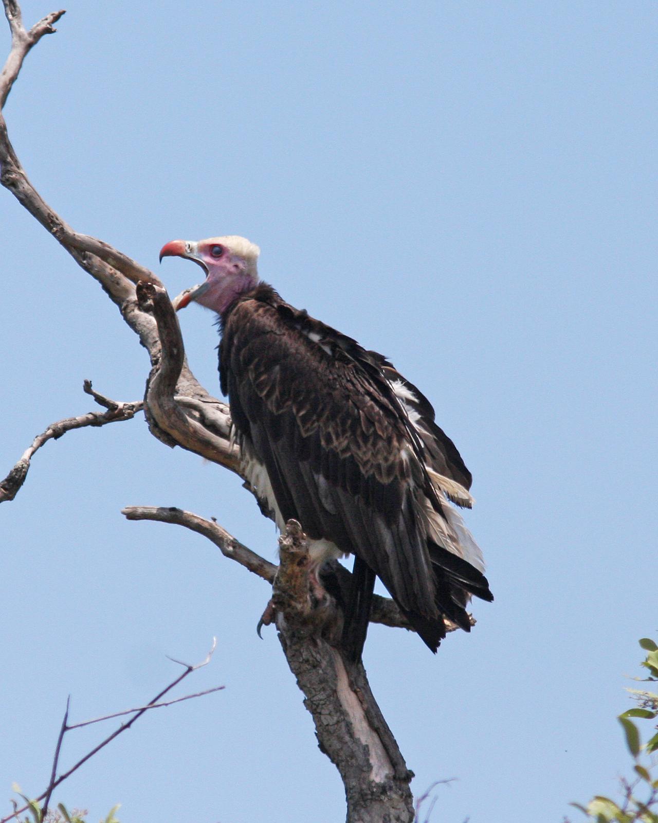 White-headed Vulture Photo by Henk Baptist