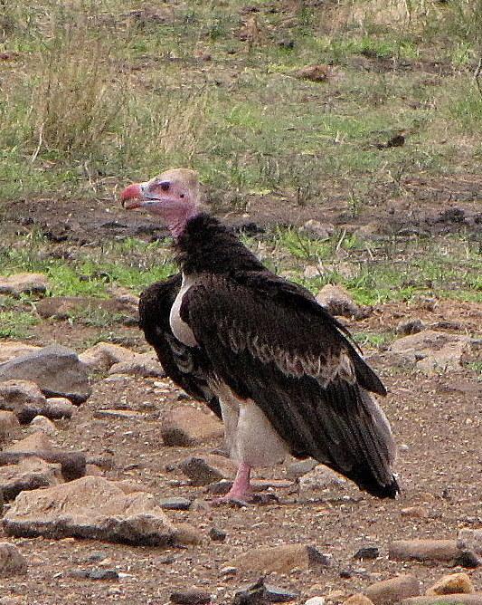 White-headed Vulture Photo by Richard  Lowe
