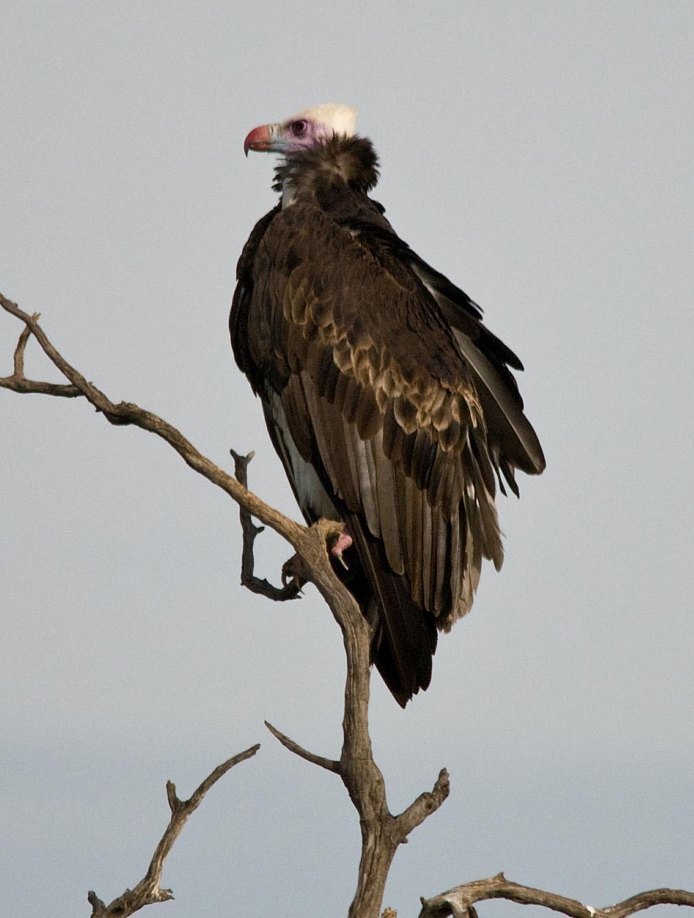 White-headed Vulture Photo by Carol Foil