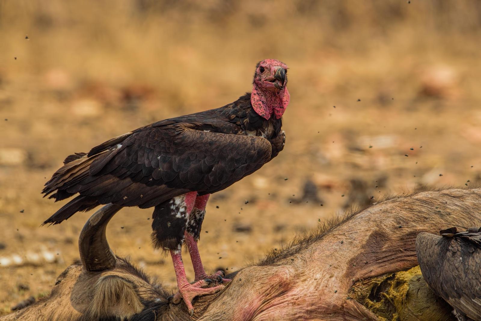 Red-headed Vulture Photo by Jeff Schwilk