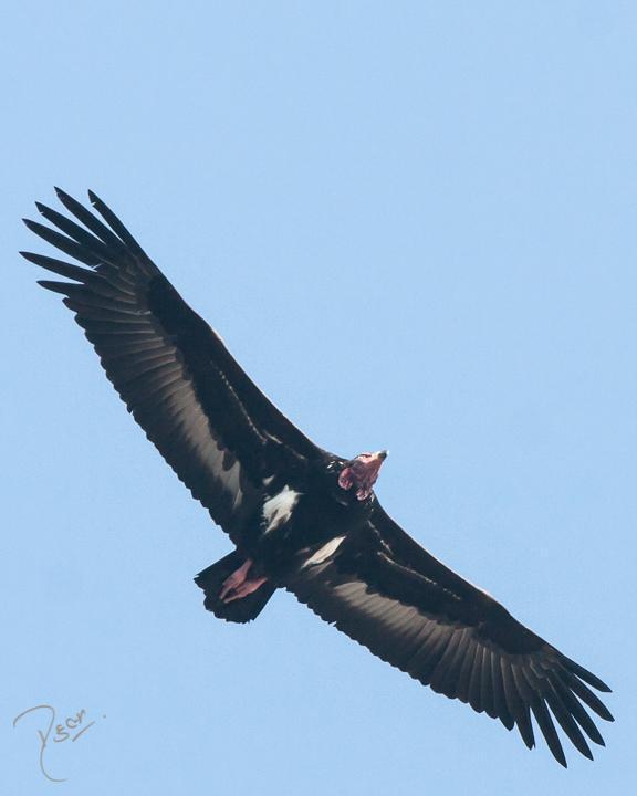 Red-headed Vulture Photo by Rahul Kaushik