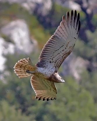 Short-toed Snake-Eagle Photo by Stephen Daly