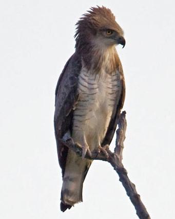 Beaudouin's Snake-Eagle Photo by Mike Barth