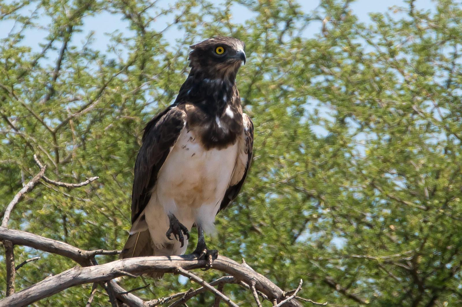 Black-chested Snake-Eagle Photo by Gerald Hoekstra