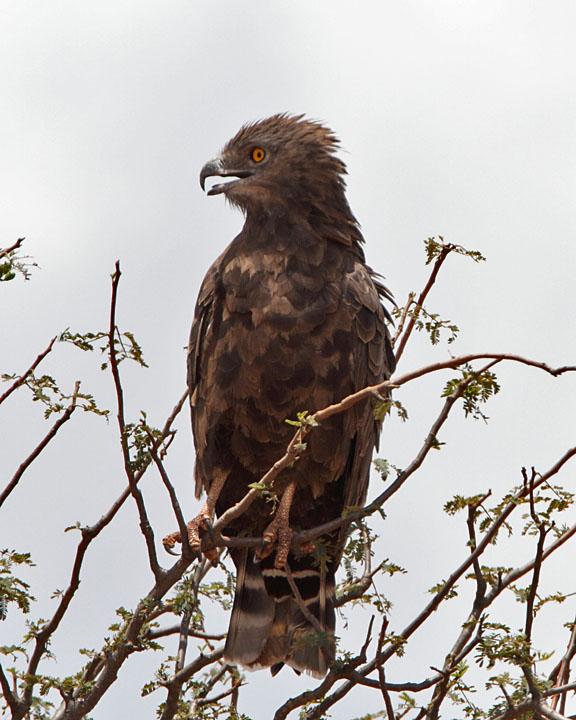 Brown Snake-Eagle Photo by Jack Jeffrey