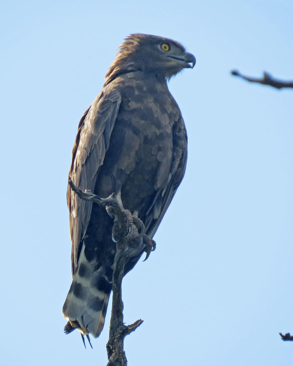 Brown Snake-Eagle Photo by Peter Boesman