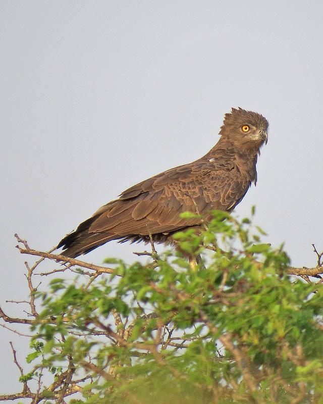 Brown Snake-Eagle Photo by Peter Boesman