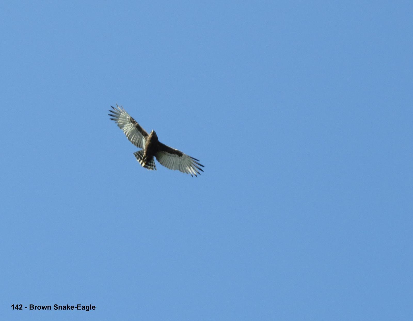 Brown Snake-Eagle Photo by Richard  Lowe