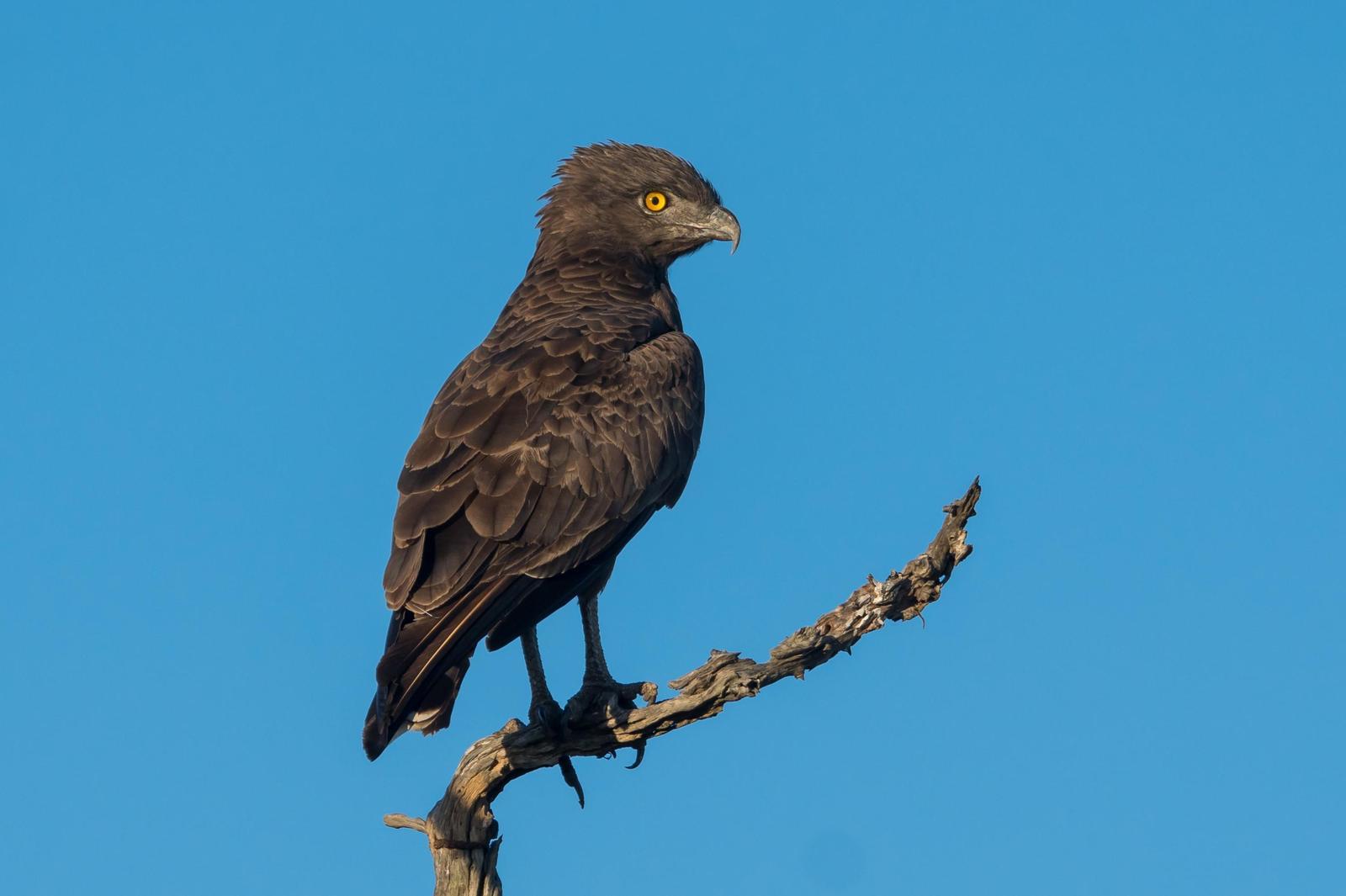 Brown Snake-Eagle Photo by Gerald Hoekstra