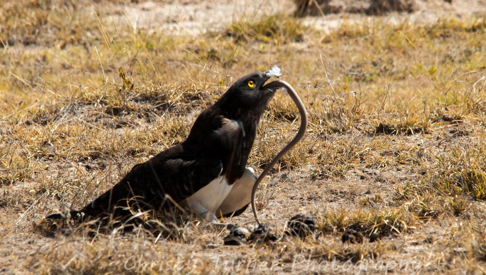 Brown Snake-Eagle Photo by Christy Turner