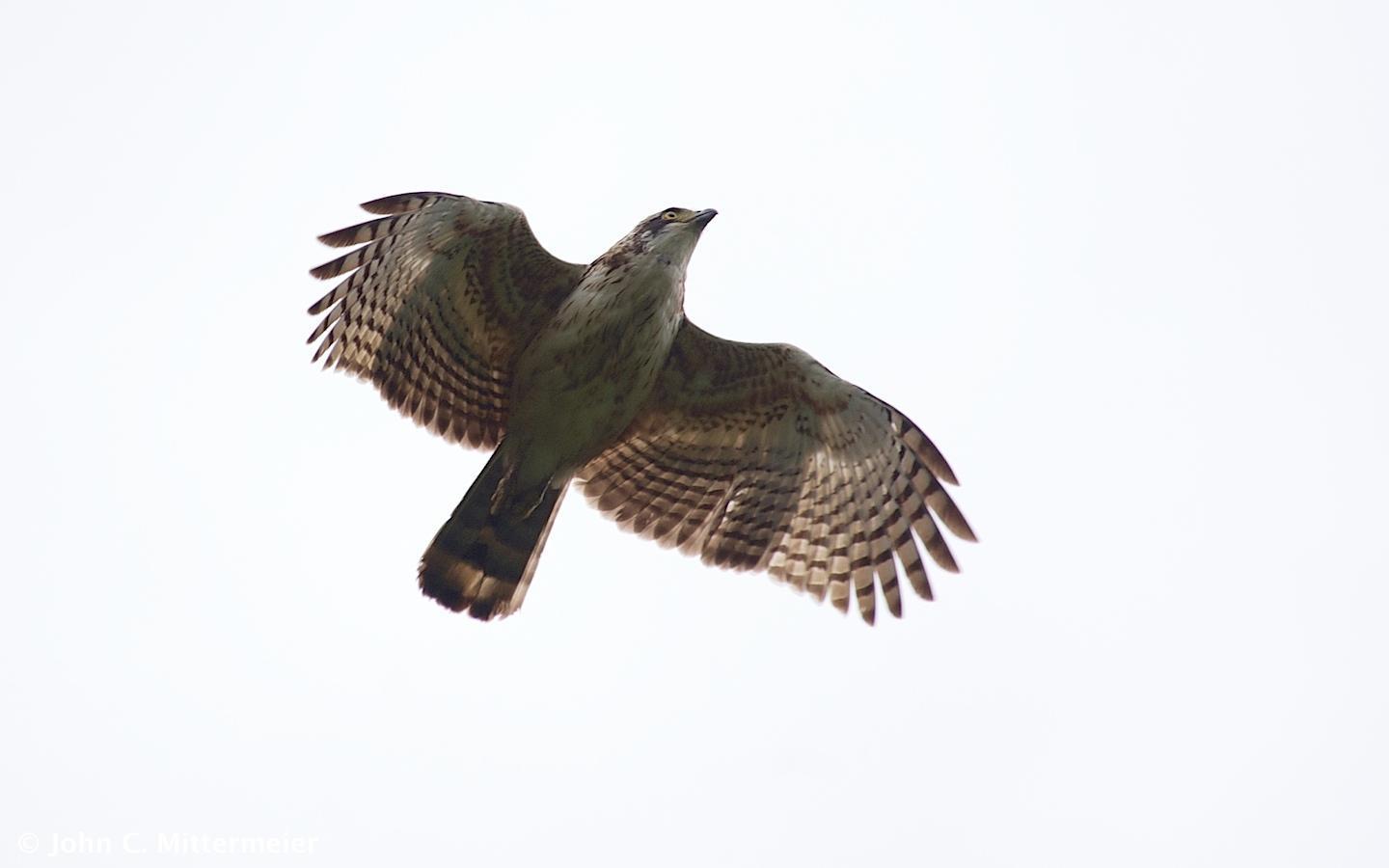 Sulawesi Serpent-Eagle Photo by John Mittermeier