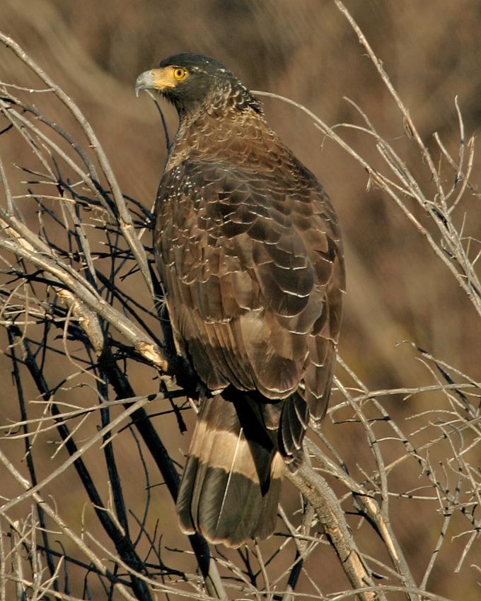 Crested Serpent-Eagle Photo by Arlene Ripley