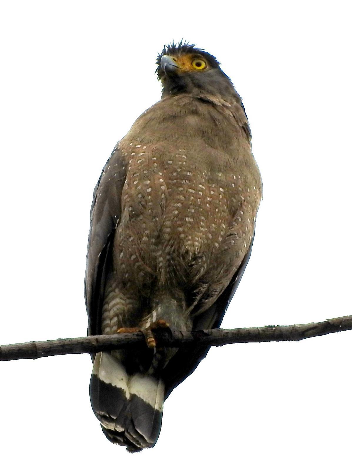 Crested Serpent-Eagle Photo by Todd A. Watkins