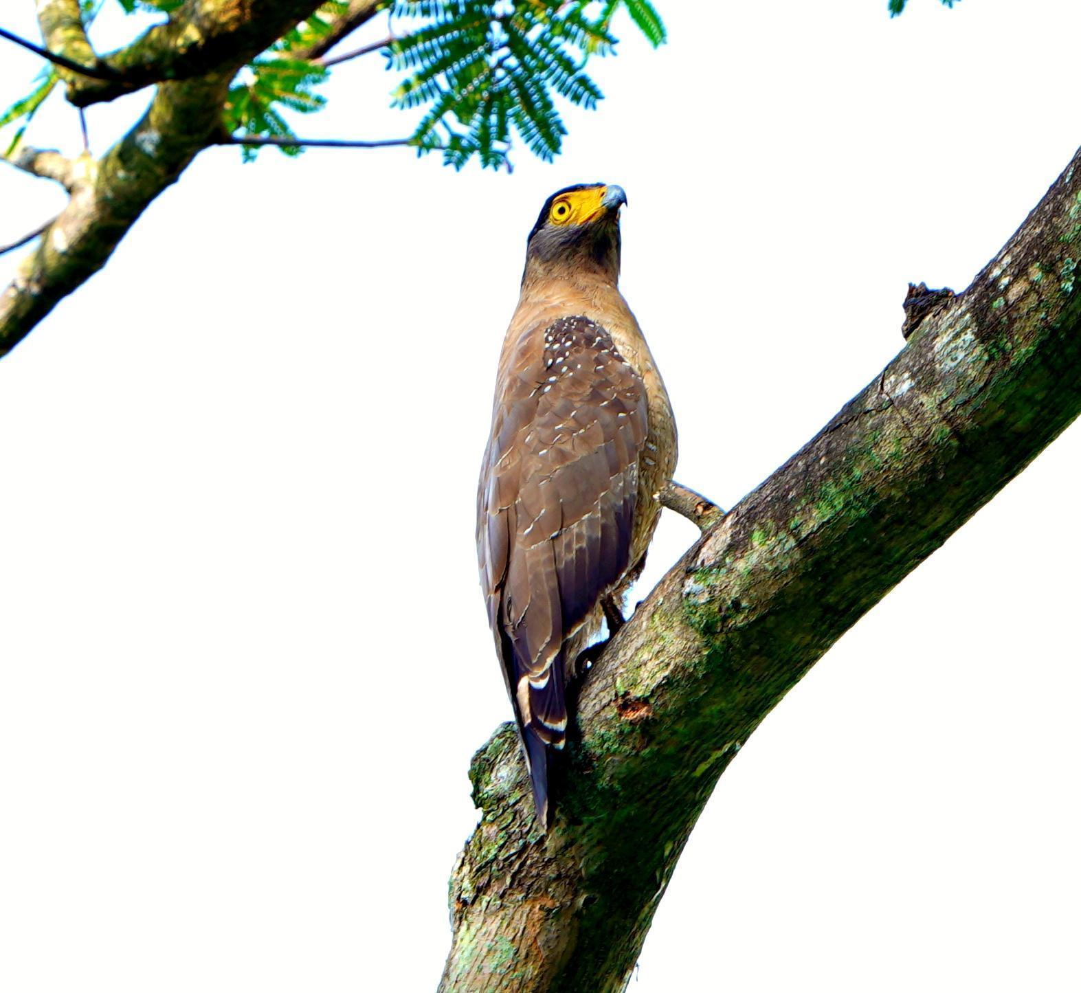 Crested Serpent-Eagle Photo by Steven Cheong