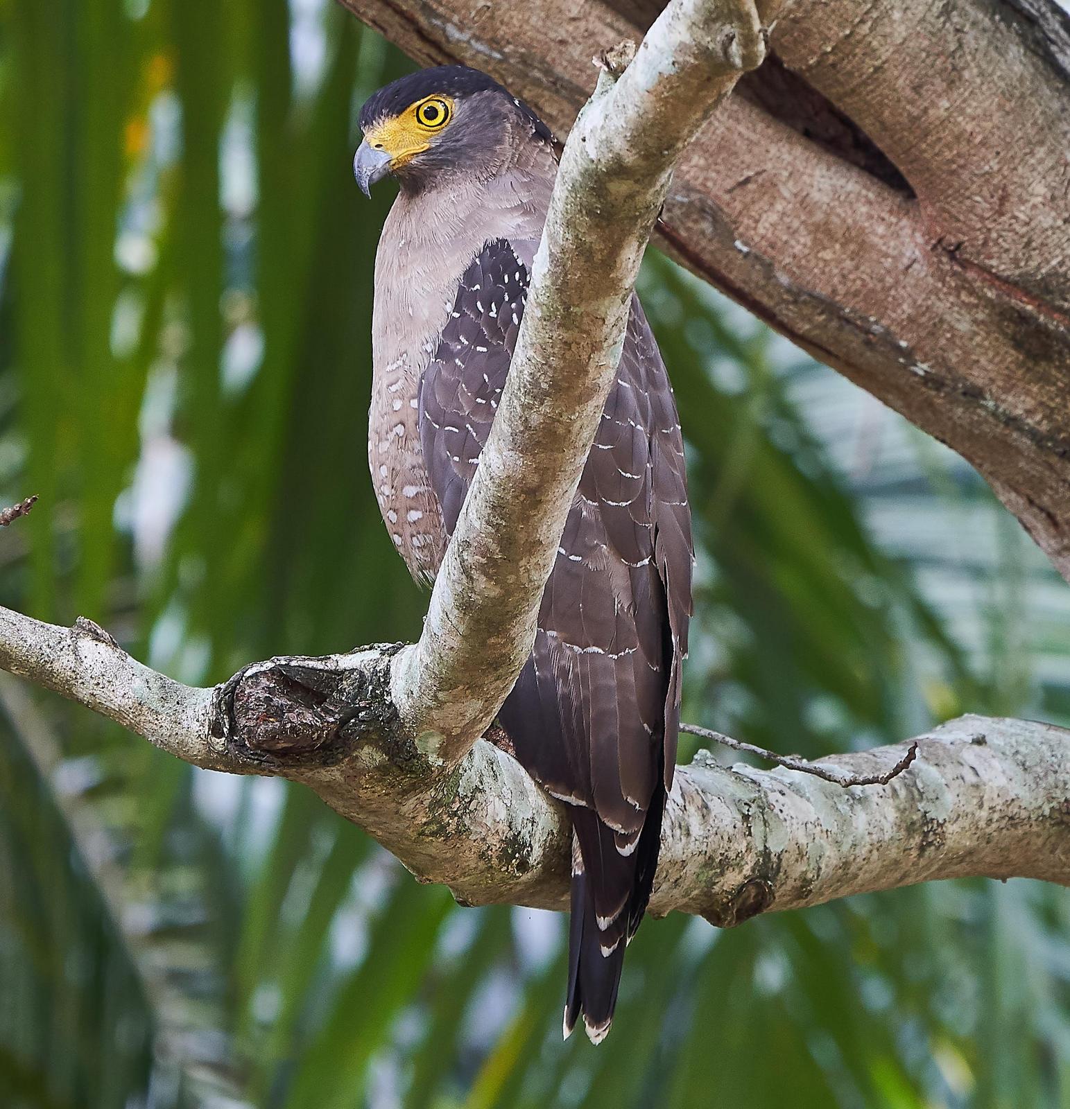 Crested Serpent-Eagle Photo by Steven Cheong