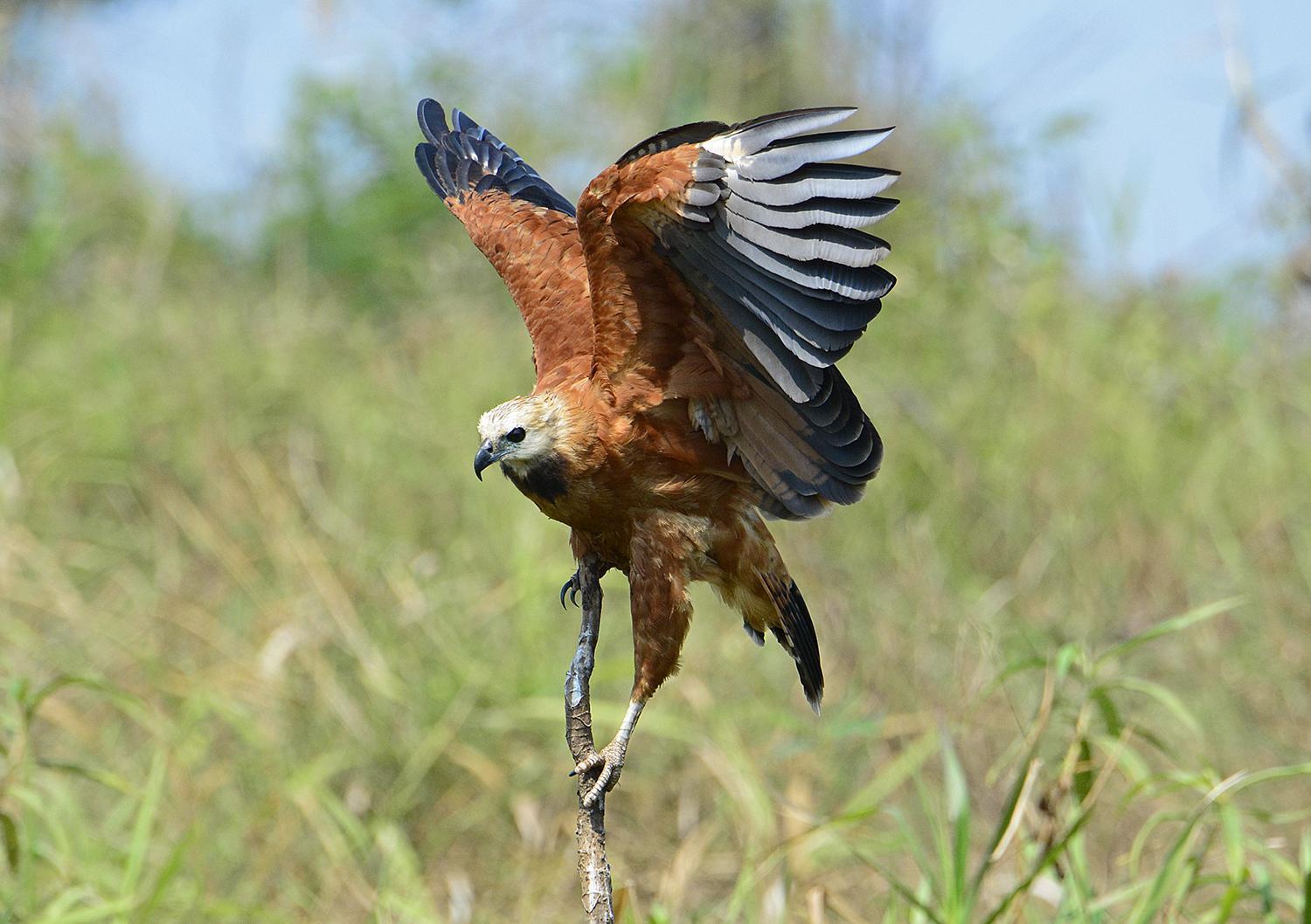 Black-collared Hawk Photo by Bonnie Flamer