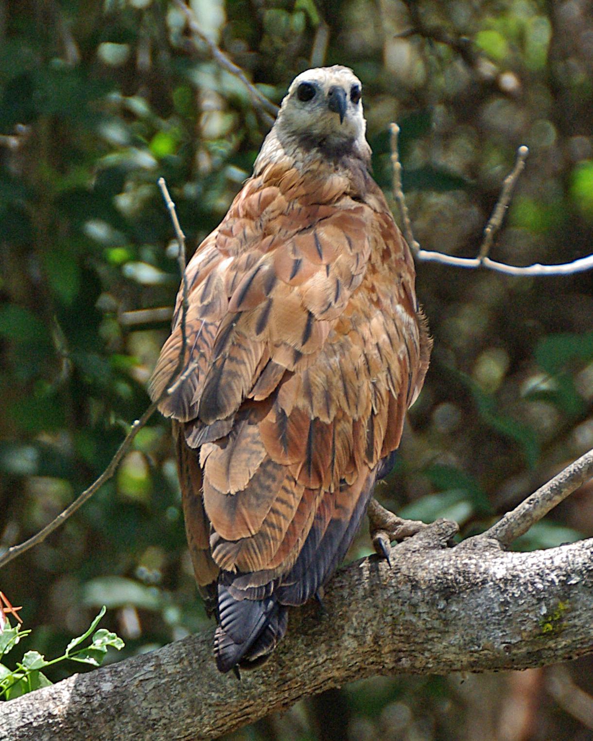 Black-collared Hawk Photo by Robert Polkinghorn