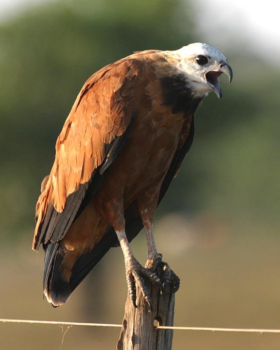 Black-collared Hawk Photo by Peter Boesman