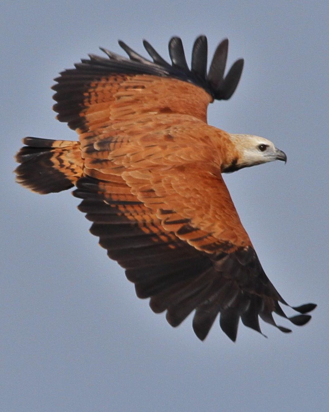 Black-collared Hawk Photo by Marcelo Padua