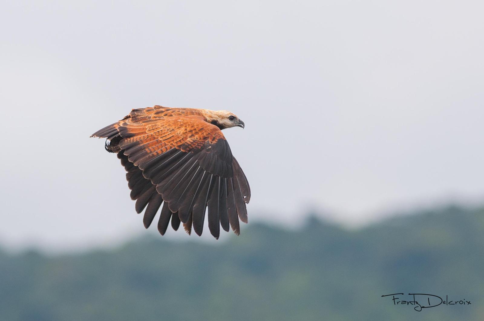 Black-collared Hawk Photo by Frantz Delcroix
