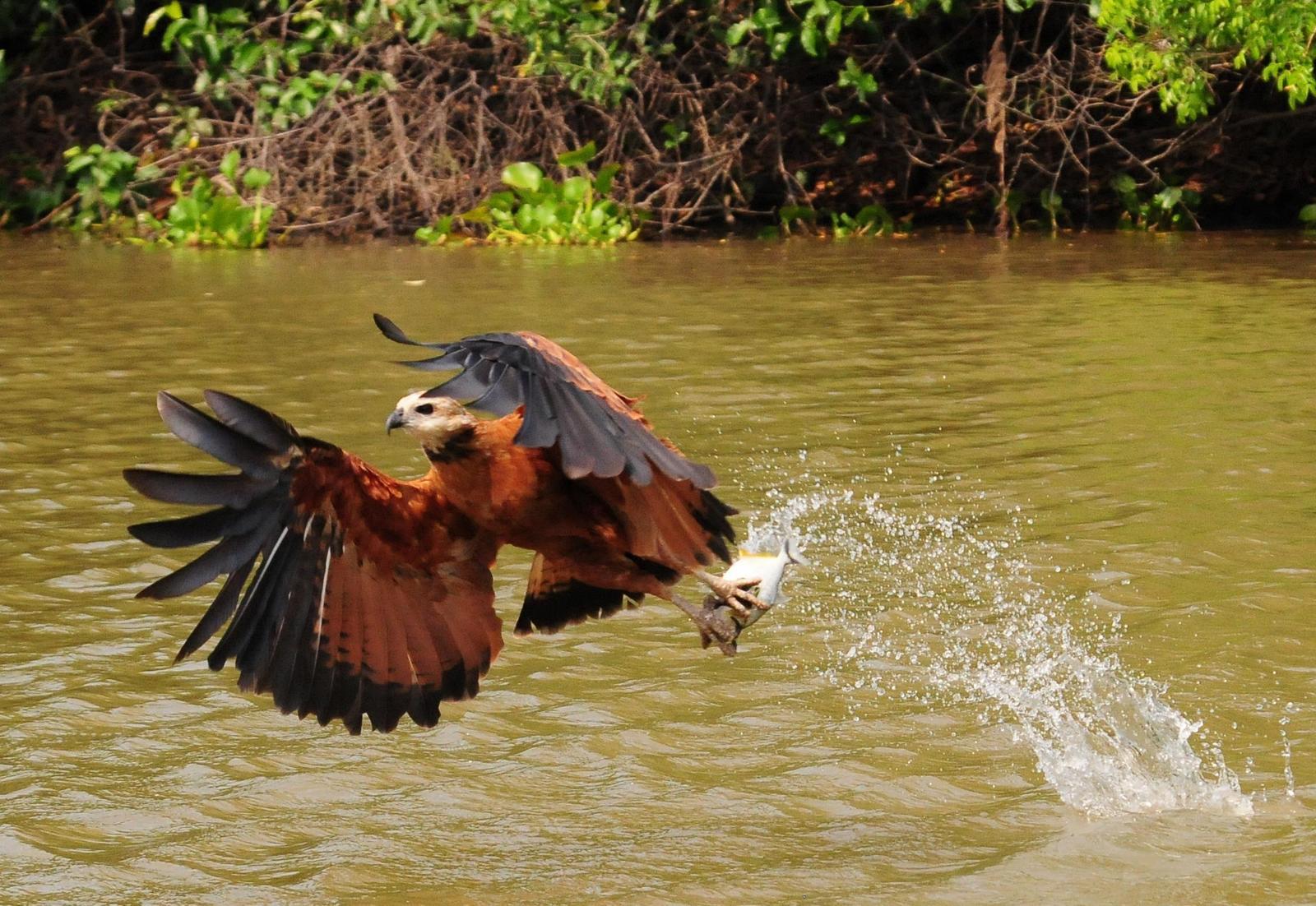 Black-collared Hawk Photo by Kurt Hennige