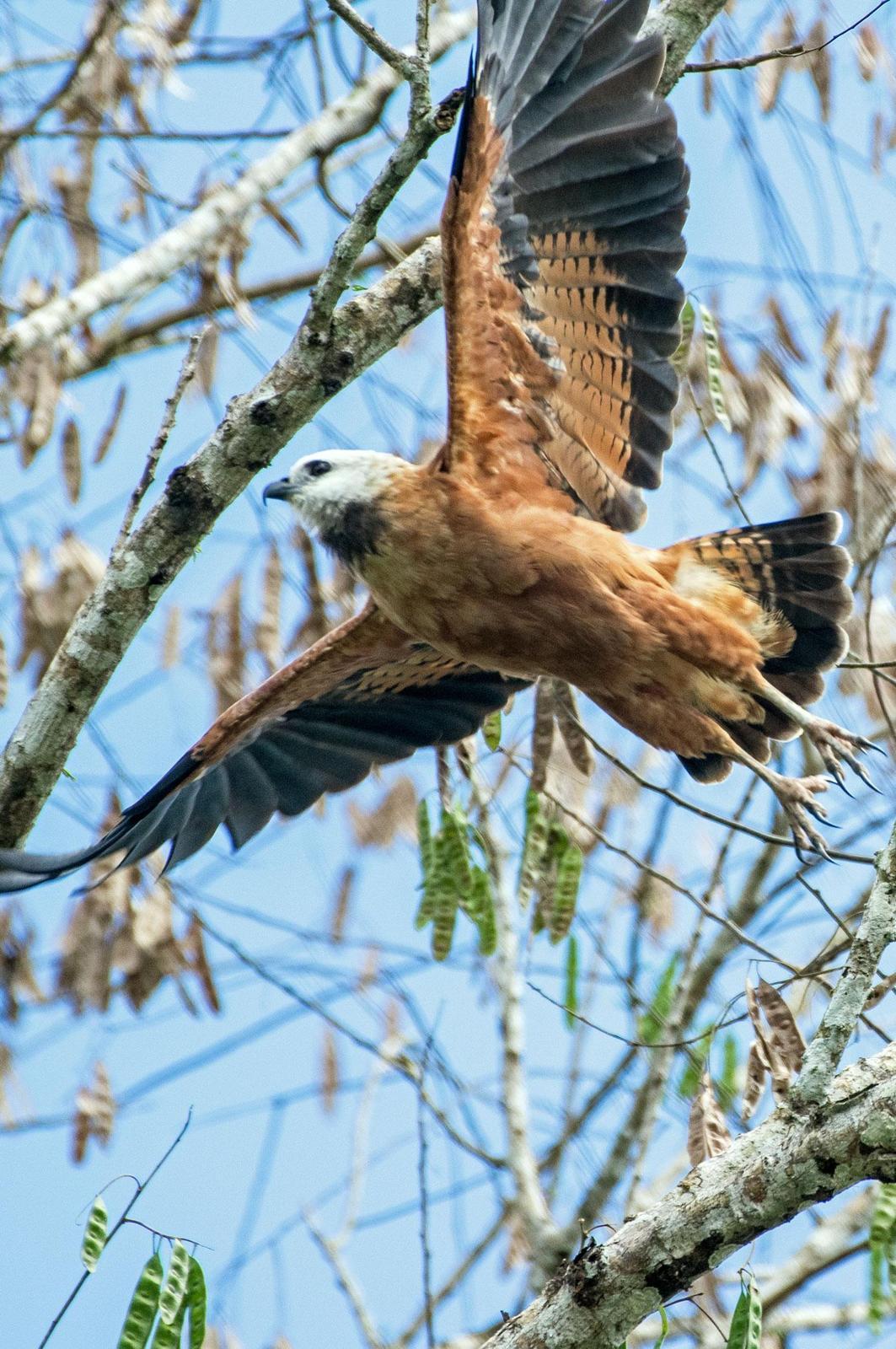 Black-collared Hawk Photo by Phil Kahler
