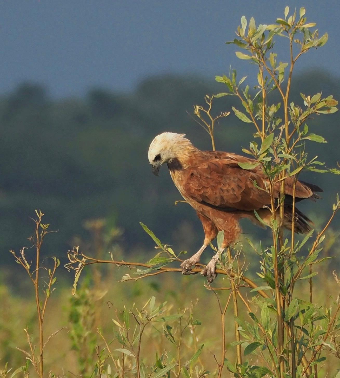 Black-collared Hawk Photo by Susan Leverton