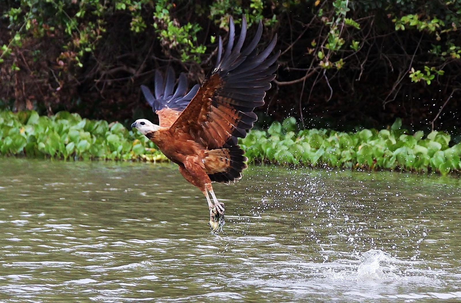 Black-collared Hawk Photo by Matthew McCluskey