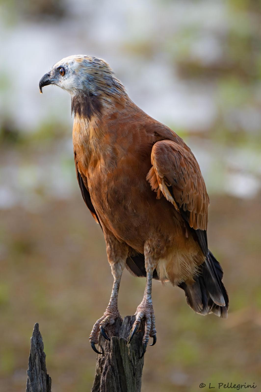Black-collared Hawk Photo by Laurence Pellegrini