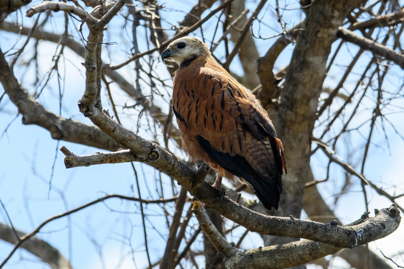 Black-collared Hawk Photo by Gerald Hoekstra