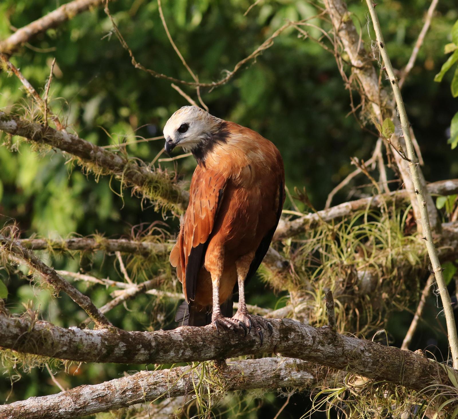 Black-collared Hawk Photo by Leonardo Garrigues