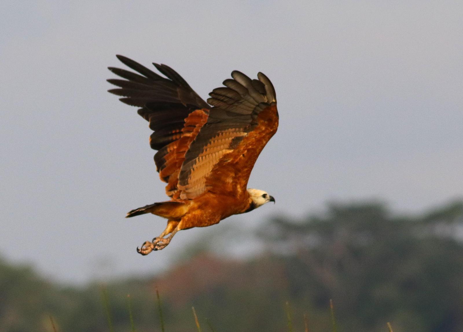 Black-collared Hawk Photo by Leonardo Garrigues