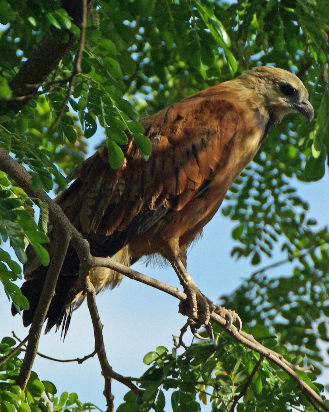 Black-collared Hawk Photo by Robert Polkinghorn