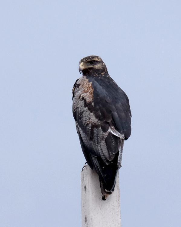Black-chested Buzzard-Eagle Photo by Bob Hasenick