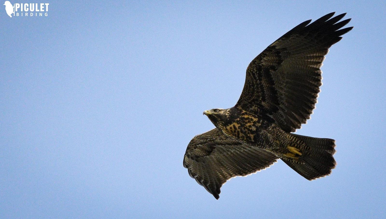 Black-chested Buzzard-Eagle Photo by Julio Delgado
