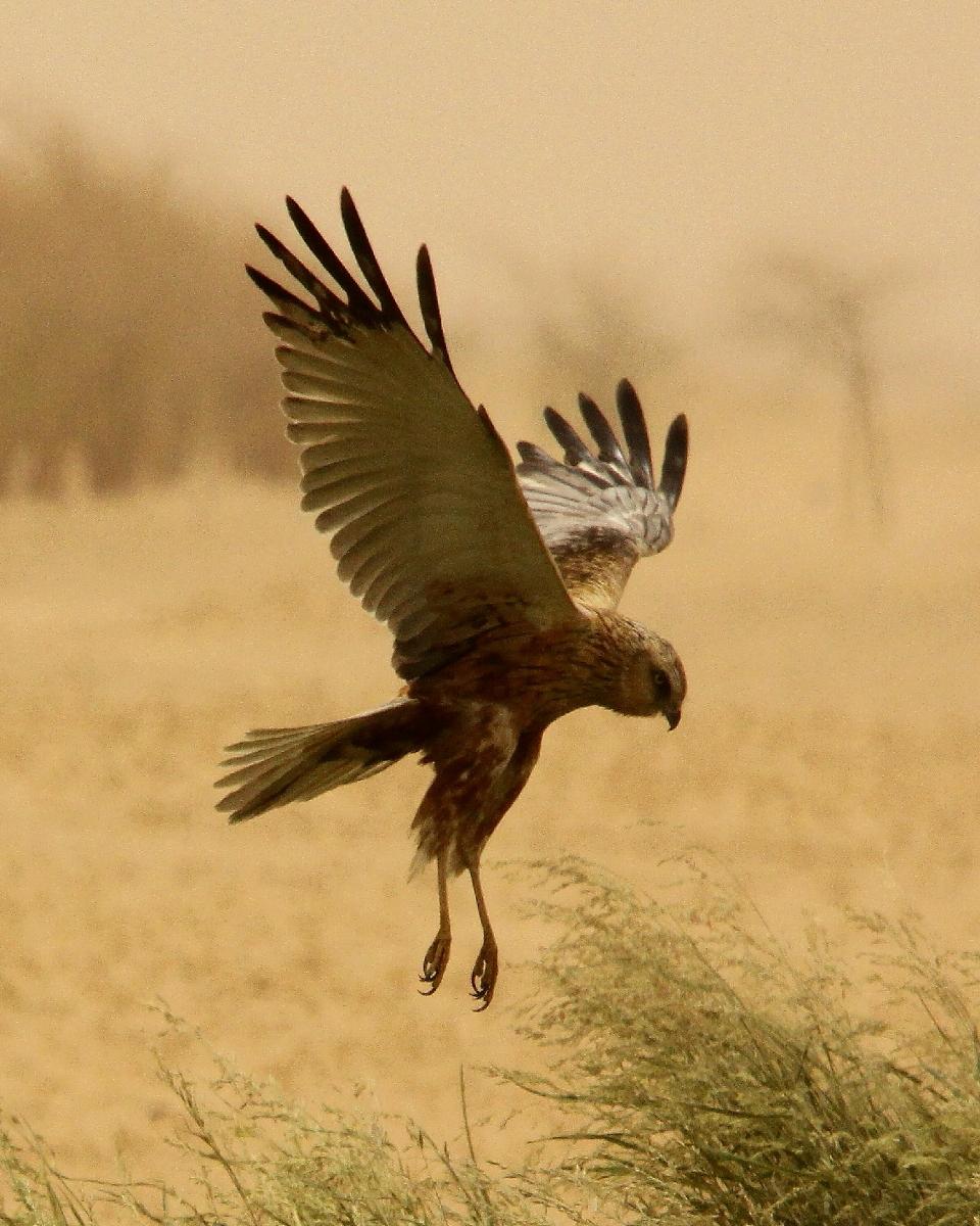 Eurasian Marsh-Harrier Photo by Chris Lansdell