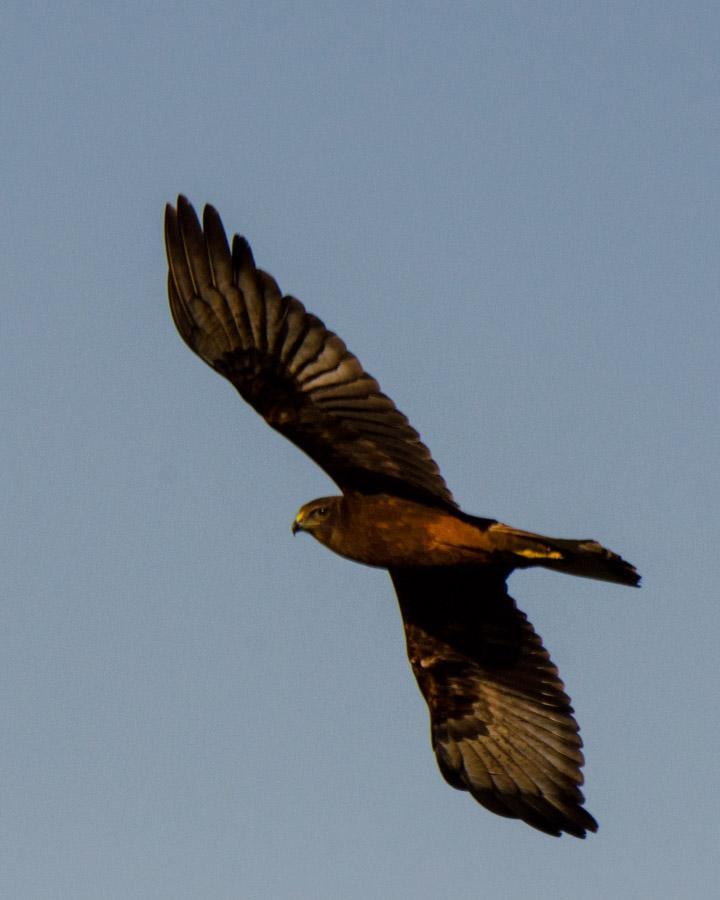 Swamp Harrier Photo by Bob Hasenick