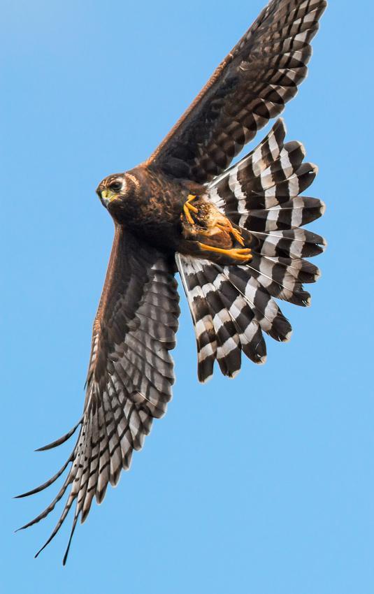Long-winged Harrier Photo by Antonio Girotto