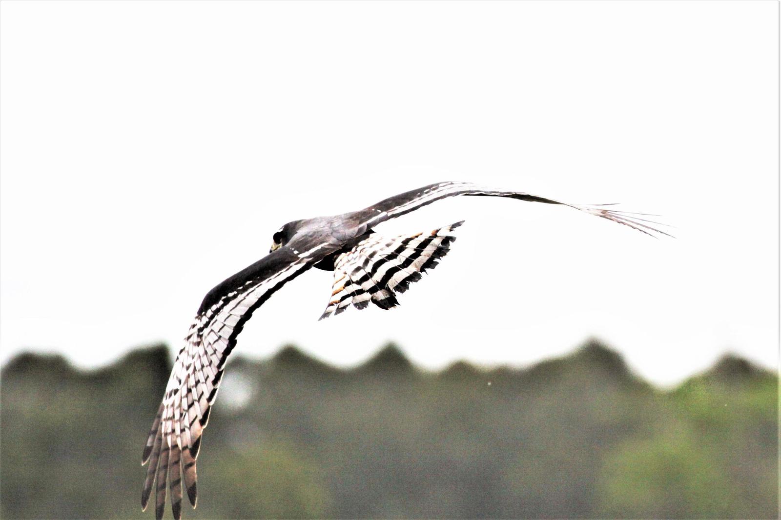 Long-winged Harrier Photo by Marie Z. Gardner